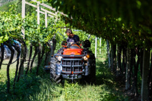 Antonio-Carraro-Vigneto-Braun-trattori-Trentino-pergola