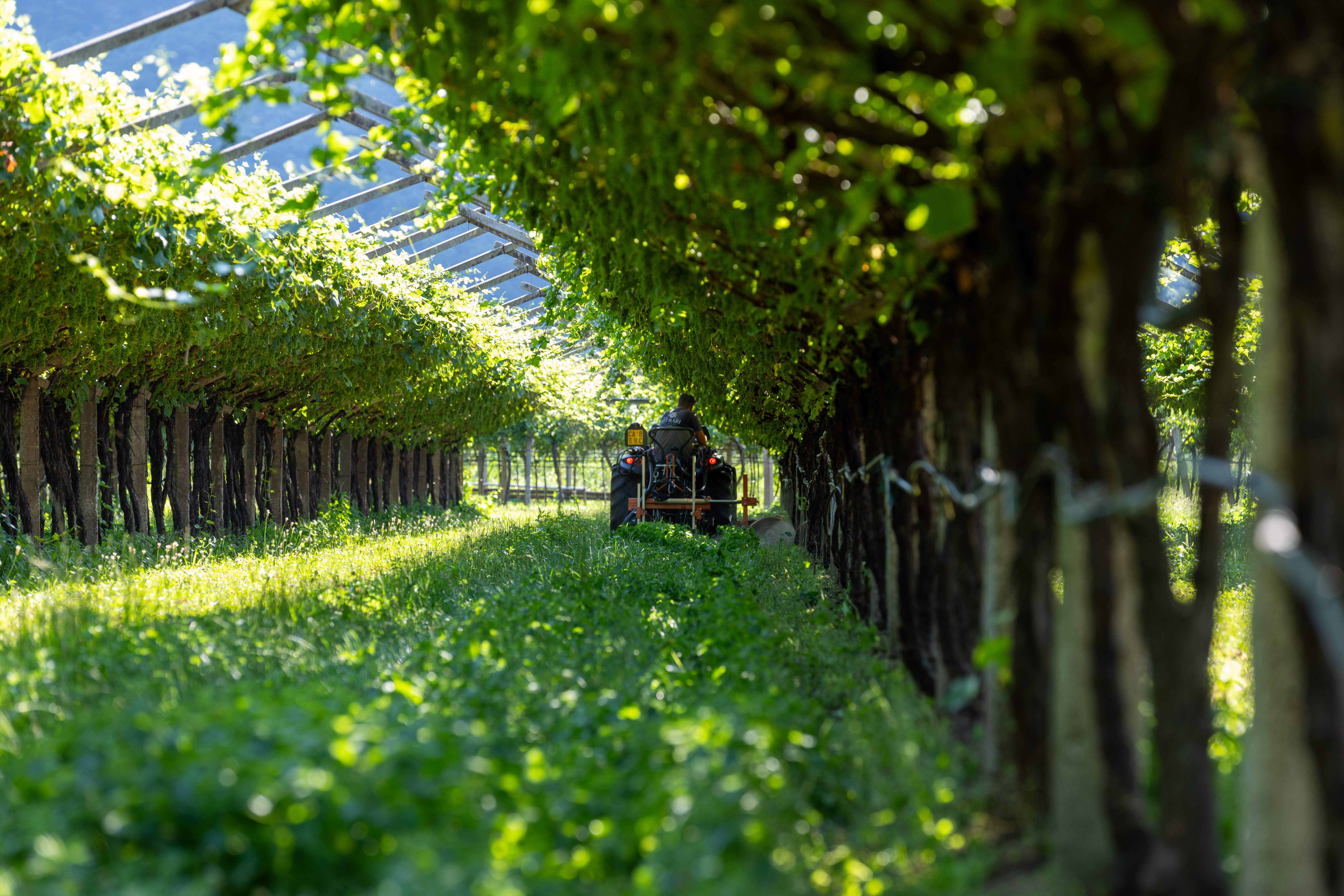 Antonio-Carraro-Vigneto-Braun-trattori-Trentino-pergola
